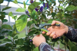 Silverline Bypass Secateurs 200mm 7 Silverline Bypass Secateurs 200mm -Silverline 245027 ENINSWNM3